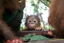 Rickina In Ketapang Kalimantan Barat Adopt Or Donate Http Redapes Org Cute Animals Baby Orangutan Baby Animals
