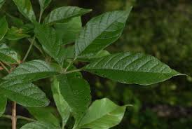 Image result for Vitex ferruginea