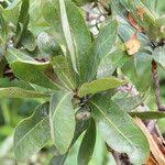 Image result for Terminalia brachystemma