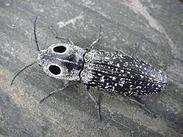 How did i get click beetles? Click Beetle Problems Get Rid Of It Yourself Diy Pest Control And Preventive Techniques