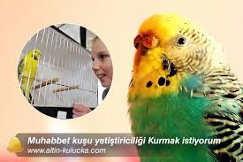 muhabbet kusu yetistiricilik salonu muhabbet kusu bakimi altin kulucka