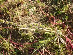 Image result for Elytrophorus spicatus