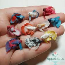 Betta fish has been since early times of its discovery been used for fight shows which started in thailand initially leading to its fame all over the globe. Miniature Betta Fish Wip By Peppertreeart On Deviantart