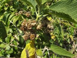 Image result for Lippia woodii