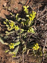 Image result for Euphorbia pseudopetiolata