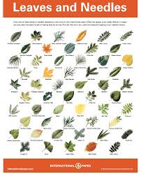Leaves Tree Leaf Identification Leaf Identification Tree Identification