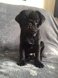 Reddit Meet Our New Pug Puppy Bogey We Called Him That Because We Picked Him He Is Awesome So Much Love Https Ift Tt 2pu Baby Pugs Cute Pugs Pugs Funny