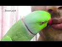 virtual villagers 2 parrots talking like humans do downloads