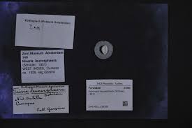 Image result for Leucosphaera