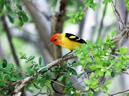 Western tanagers are monogamous breeders. Western Tanager Ebird