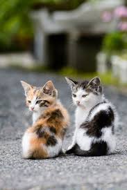 Just plain old super cute cat pictures ! Two Cute Cats Hd Kittens Cutest Cats Cute Cats