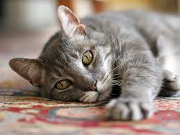 Declawing is not illegal in most of the united states, but whether it's morally or ethically acceptable is a debate which before we bring home a new pet, we should be honest with ourselves about whether we can tolerate the normal behavior of that animal. Should I Declaw My Cat Petfinder