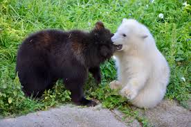 Grizzly Polar Bear Cubs Find Friendship At The Detroit Zoo