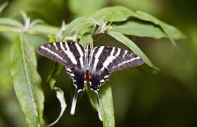 Black And White Striped Butterfly With Long Tail Zebra Swallowtail Butterfly Most Beautiful Butterfly Beautiful Butterflies Butterfly