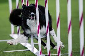 A handler stands with king, a wire fox terrier, as they compete in the best in show at the 143rd westminster kennel club. 5upmfomw0coxjm