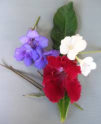 Image result for Streptocarpus