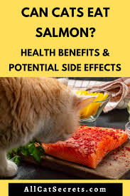 There is raw salmon in the freezer we chopped it up and unfroze it. Can Cats Eat Salmon Health Benefits And Potential Side Effects Salmon Health Benefits Eat Salmon