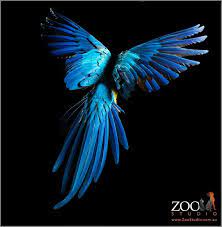 Blue And Gold Macaw Zoo Studio Photography Tierfotografie Schone Vogel Bunte Vogel