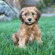 Cute Fluffy And A Bit Spunky The Whoodle K9 Web