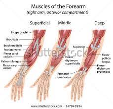 The superficial layer contains four of these on the next diagram we will indicate the intermediate layer of anterior compartment of forearm. Muscles Of Palm Color Google Search Forearm Muscles Forearm Muscle Anatomy Arm Muscle Anatomy