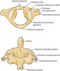 Doctor chris and doctor xand explore the bones in our necks and how they're used to rotate your head. Axis Anatomy Anatomy Drawing Diagram