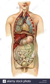 medicine medicine anatomy inner human organs illustrated