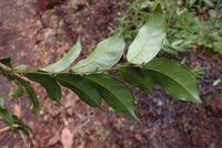 Image result for Carpolobia goetzei