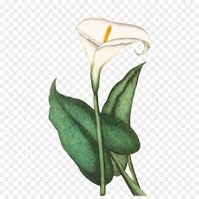 Kumpulan sketsa tari lili / white lentlily fanfiction : Sketsa Bunga Lili