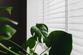 228 images about aesthetic backgrounds on we heart it see more. Monstera 1080p 2k 4k 5k Hd Wallpapers Free Download Wallpaper Flare
