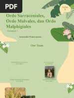 Image result for Thesium magnifructum