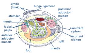 Hard Clams Barnegat Bay Anatomy Biology Labs Kids Homework Help