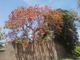 Image result for Erythrina falcata