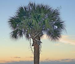 Hdr Creme Photo Gallery Hdr Creme Palmetto Tree Hdr Photos Landscape