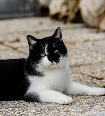 Unduh dan gunakan 8.000+ foto stok kucing secara gratis. Kucing Lucu Wallpaper Enwallpaper