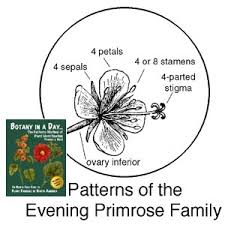 Image result for Onagraceae