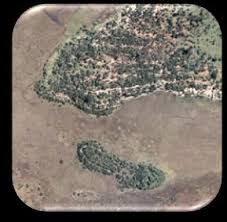 Image result for Rhytachne subgibbosa