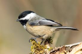 I was so excited to see house sparrows coming to the feeder, but less than thrilled. Guide To Oregon Birds Portland Audubon