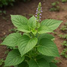 Image result for Coleus barbatus