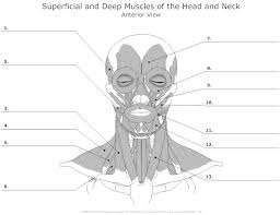 Skeletal muscle very much relies on the skeleton itself to perform the bodies' most basic movements. 6 Best Printable Worksheets Muscle Anatomy Printablee Com