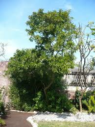 Image result for Citharexylum