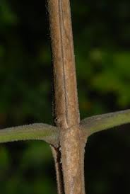 Image result for Vitex ferruginea