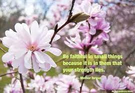Quotes Magnolia Stellata Flowering Trees Magnolia Tree Types