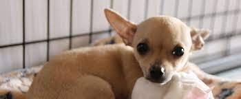 Where can you put dogs up for adoption? Hurricane Harvey Response Spca Of Texas Spca Of Texas
