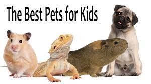 Does your child want a pet parrot? Good Pets For 6 Year Olds Online Shopping
