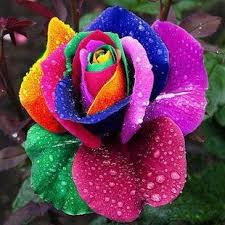 Kalau nak tahu, penjagaan bunga ros ini tidaklah serumit mana cuma perlukan sedikit keprihatinan. Tips Cara Menanam Bunga Mawar Rainbow Rose Seeds Shop Facebook