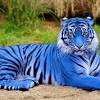 Other kinds of forests include tropical dry forests, seasonally dry rainforest, and tropical montane forest. Https Encrypted Tbn0 Gstatic Com Images Q Tbn And9gcsx6q Uiecplhzcnrfcps8ss Tgsix7wvpjnhbp5kprfhvt1xgn Usqp Cau