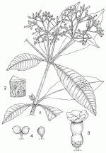 Image result for Rauvolfia vomitoria