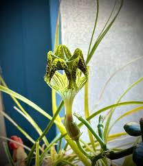 Image result for Ceropegia monteiroae