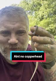 A Snake That Kind of Looks Like A Copperhead