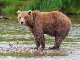 Brown Bear Wikipedia